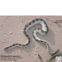 گونه مار دریایی افعی شکل Viperine Sea Snake